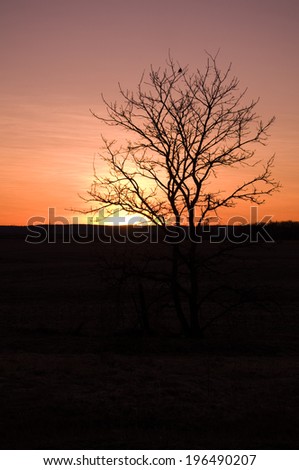 The sun setting behind a tree with one lone bird in it.