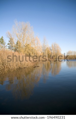 Trees and weeds reflecting in a body of water.