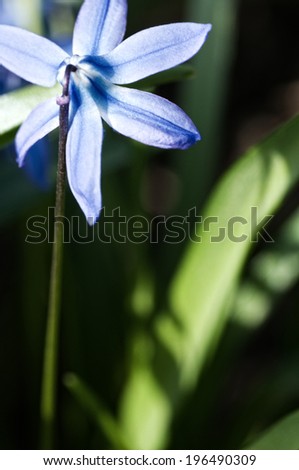 A lone powder blue flower with five petals.
