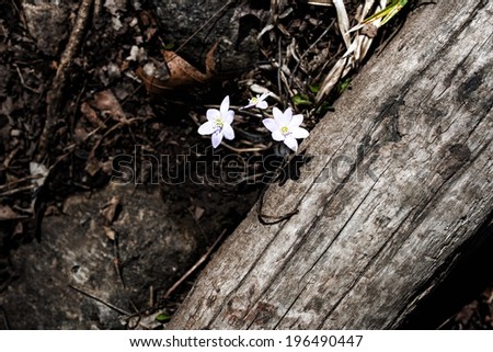 Three white flowers grow against a petrified log amid debris and fallen leaves.
