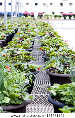 Rows of black plant pots containing plants with red flowers.