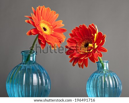Two red flowers with yellow centers in blue vases.