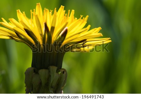 A large yellow flower with a thick base is blooming.