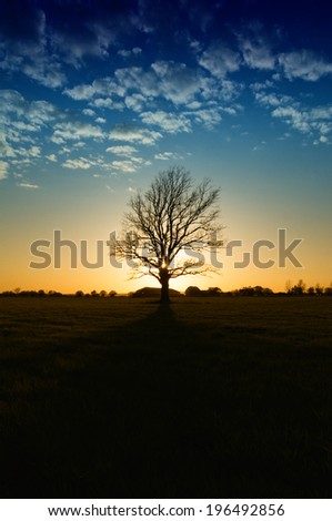 A tree with the sunset and a building behind it.