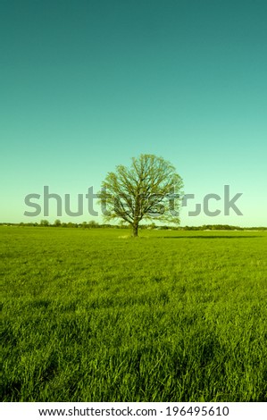 A tree in an open grassy field with an aqua sky and trees in the distance.
