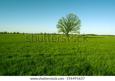A lone tree in a field with other trees in the distant background.