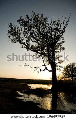 A water puddle reflecting the image of a tree trunk in an empty field.