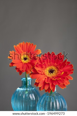 Two red flowers in bloom in blue vases.
