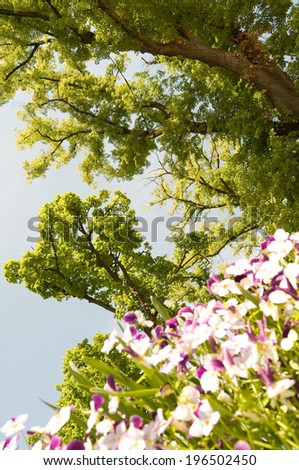 A large tree and sky with flowers below it.