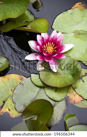An open blossom and lily pad floating on water.
