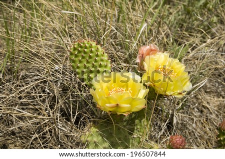 Cacti blooming with bright yellow flowers amidst dry vegetation.