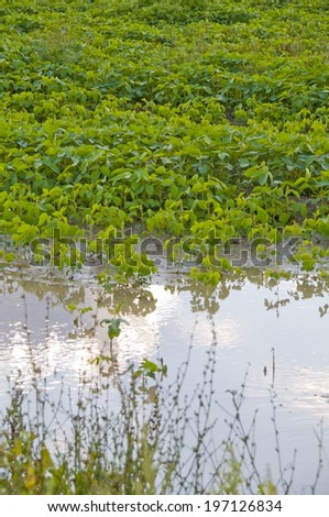 A small body of water with foliage on the banks of the water.
