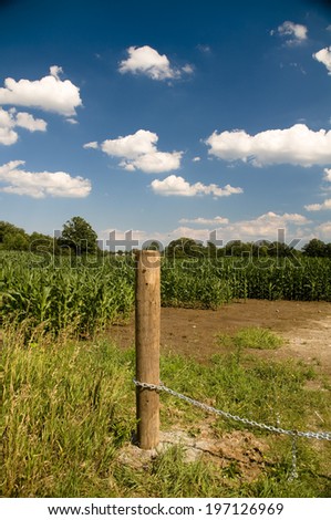 A field of crops with a chain link fence in the foreground.