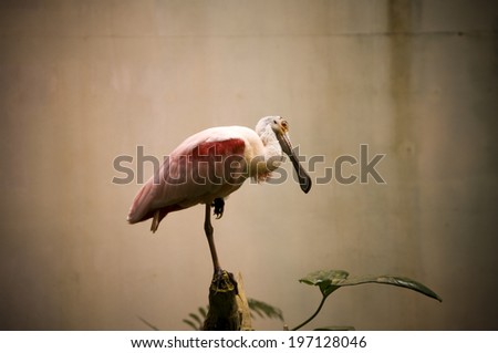 A pink flamingo stands on one leg on a branch