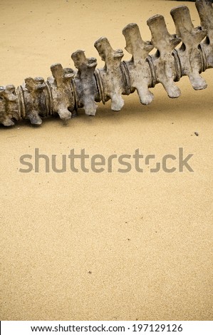 The spine of a dead animal lying on sand.