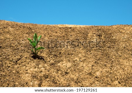 A single plant stands alone on the dry, cracked earth.