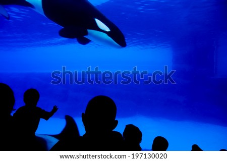A black and white whale diving in a tank with people watching.