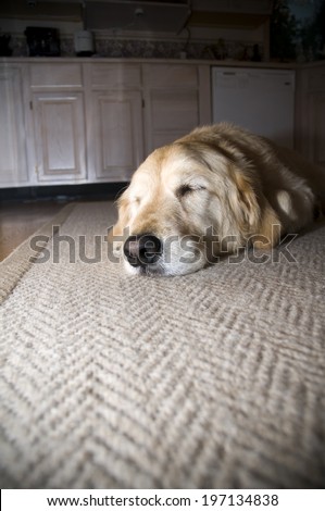 A dog is sleeping on the rug in the kitchen.