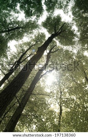 A low angle perspective of looking up into the branches of very tall trees.