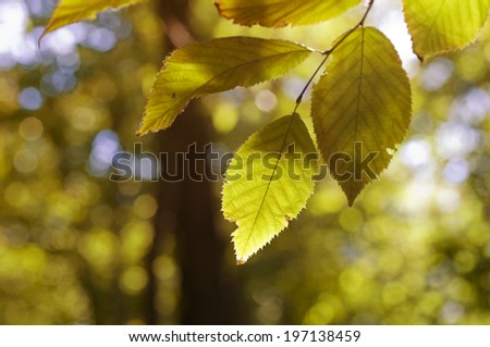 Selective focus of sun dappled leaves in the woods.