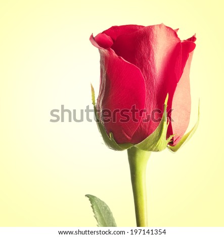 A single red rose with a green stem.