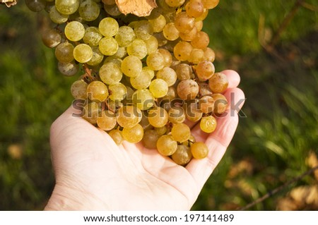 A person holding a bunch of grapes in their hand.