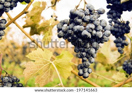 A tree with bunches of grapes hanging down.
