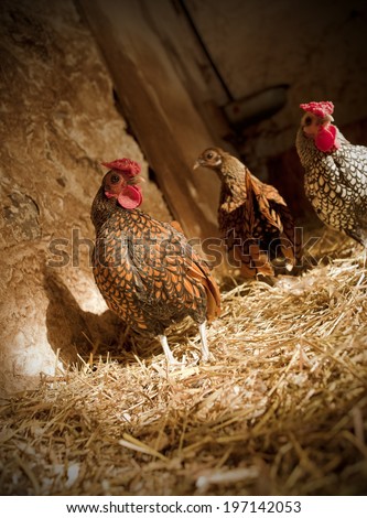 Three chickens stand in the barn, richly lined with straw.