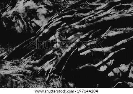 Shadows being cast on rocks, dirt and tree roots.