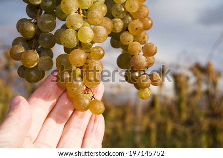 A single hand holding a bunch of grapes on the vine.
