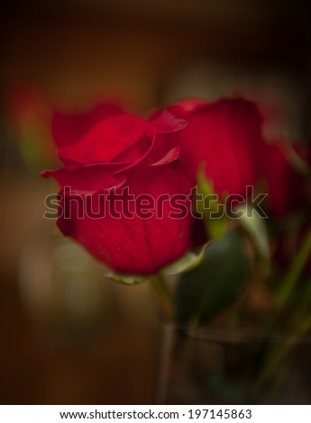 Selective focus of a red rose on a long stem in bloom.
