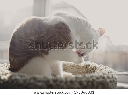 A cat grooms its paw while sitting near a window.