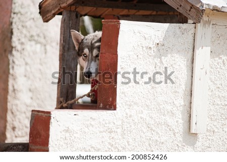 Pet dog behind wall, Havana, Cuba