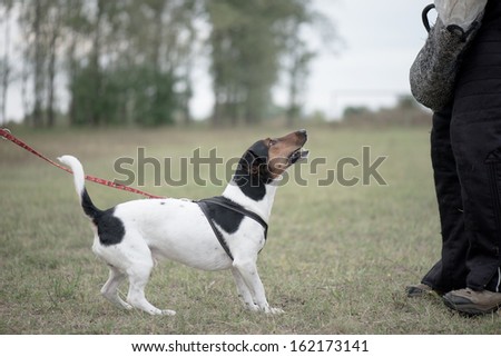 training with dog - dog training