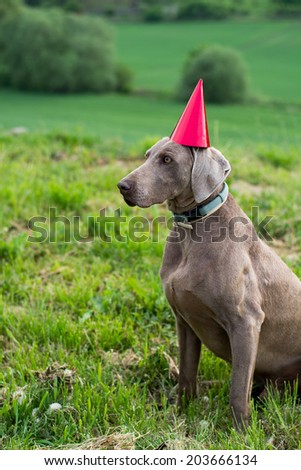 birthday dog with a red hat