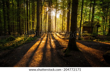 Cabin in the woods - sunset in the forest
