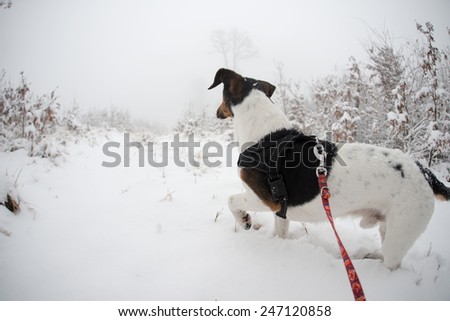 Dog adventure, exploring first snow