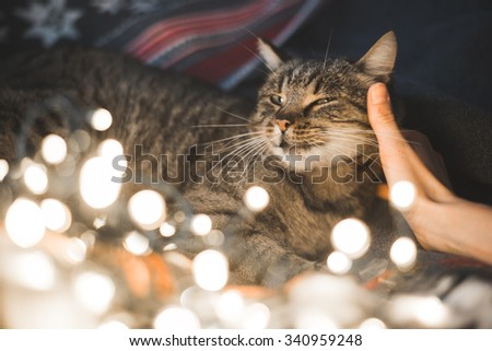 Human hand caresses cute cat head. Christmas lights in the foreground.