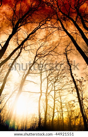 Amazing summer sunset in forest. Sun rays break through trees