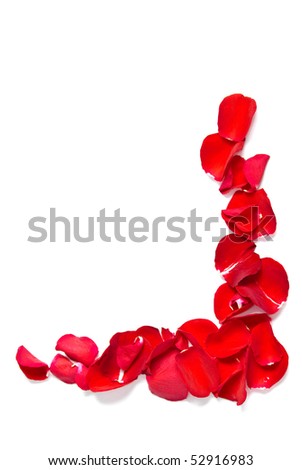 red rose flower background. stock photo : red rose petals