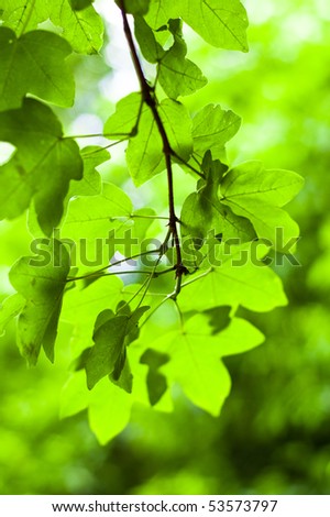 Green spring new leaves background
