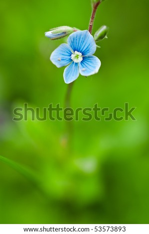 blue flower on a green background