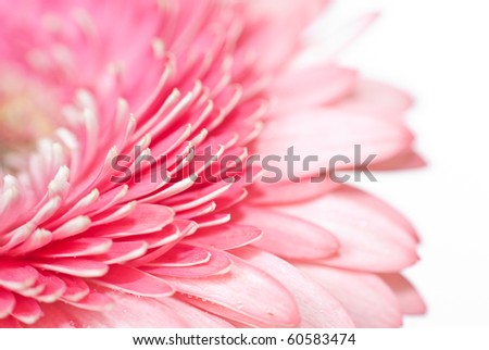 Pink gerber isolated on white background