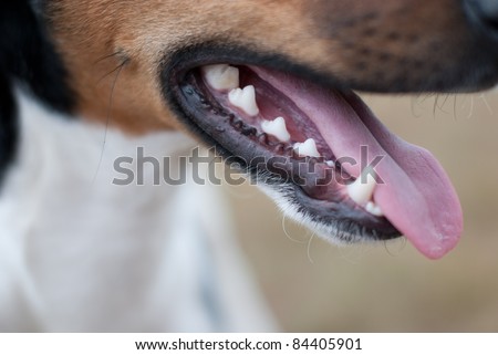 Close-up of a small dog, mouth open, tongue out with blurred background