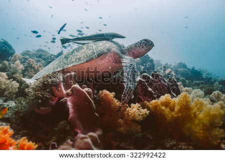 Sea Turtle Resting on Corals with Beautiful Blue Ocean Deep Background