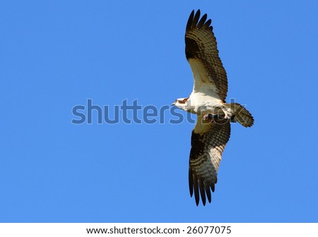 Bird of prey soaring in the sky with a fish in its talons.