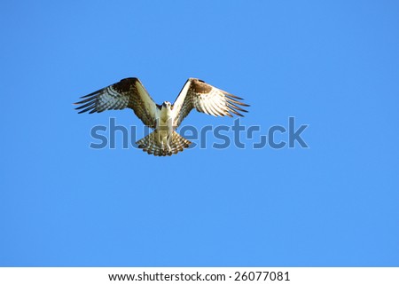 Bird of prey soaring in the sky.