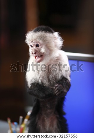 stock-photo-a-small-monkey-on-a-desk-32157556.jpg