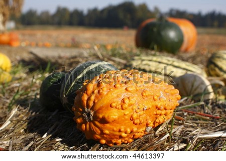 Assorted squash laying on the grounds of a farm.
