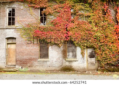 Old brick building covered in ivy during the Fall season.